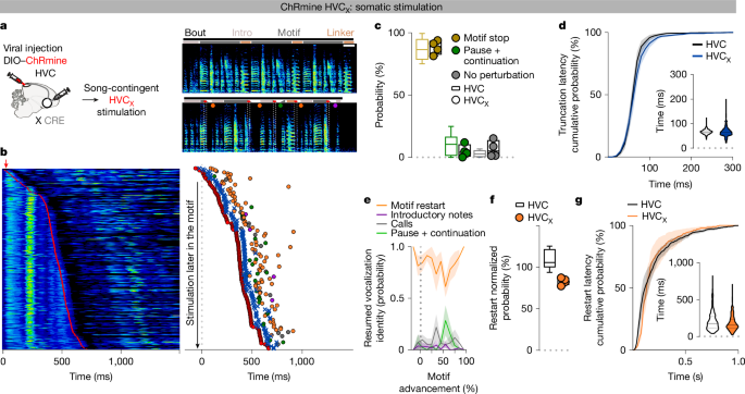 Fig. 4: Selective optogenetic stimulation of HVCX neurons restarts the song motif.