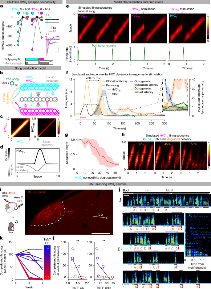 Fig. 5: HVCX neurons are part of song pattern-generating network and model of HVC.