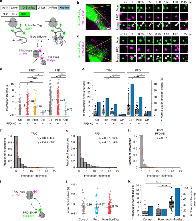 Fig. 2: Chaperonin dynamics in post-translational actin folding.