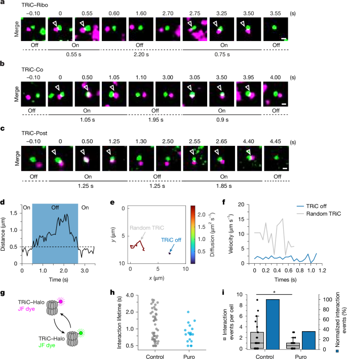 Fig. 4: Imaging of successive chaperonin cycles.