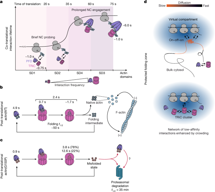 Fig. 5: Dynamics of TRiC–PFD-mediated protein folding in vivo.