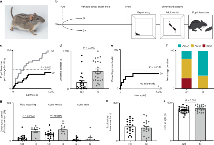 Figure 1: African striped mouse