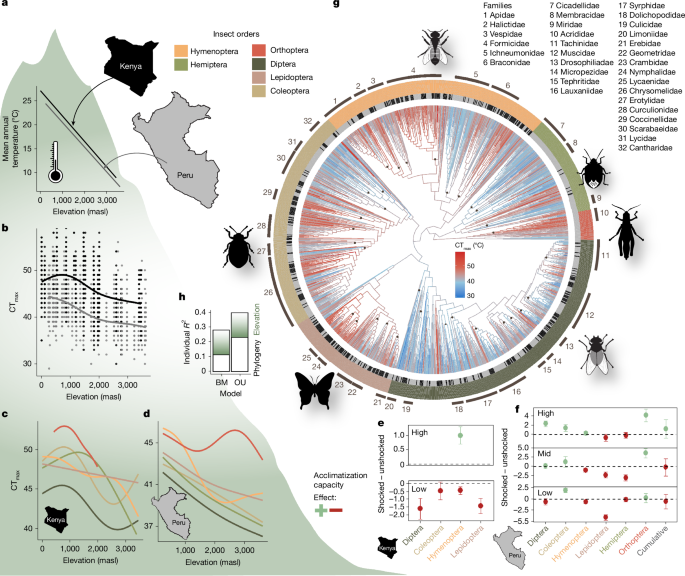 Fig. 1: Thermal tolerance and acclimatization potential across the insect tree of life.