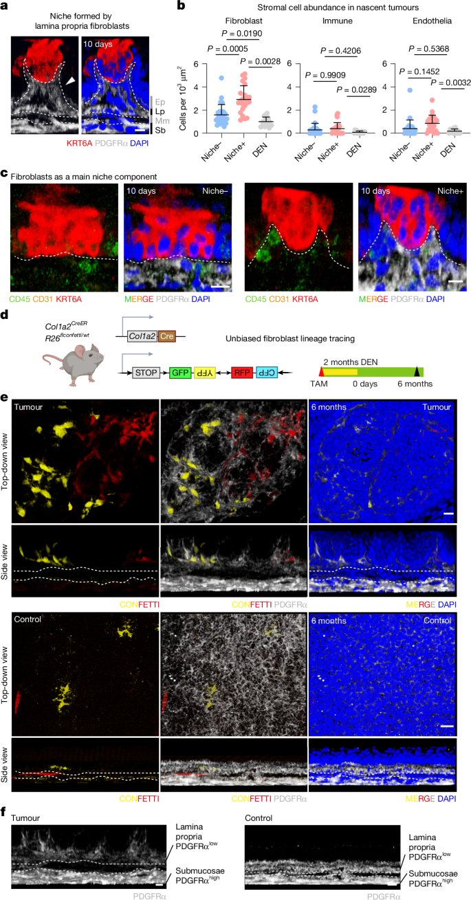 Fig. 2: The early tumour niche is formed by a PDGFRαlow fibroblast population.