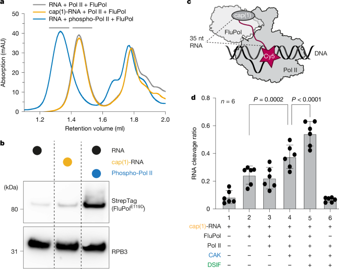 Fig. 1: FluPol recognizes the Pol II elongation complex.