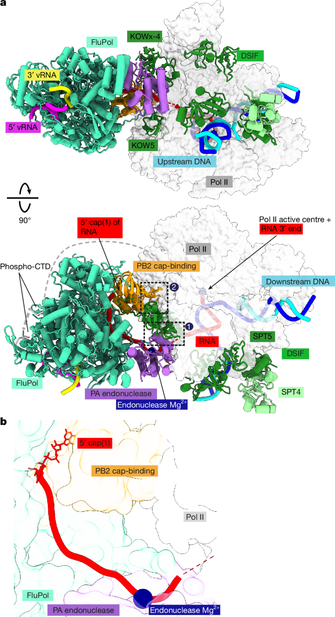 Fig. 2: Structure of the pre-cleavage cap-snatching complex.