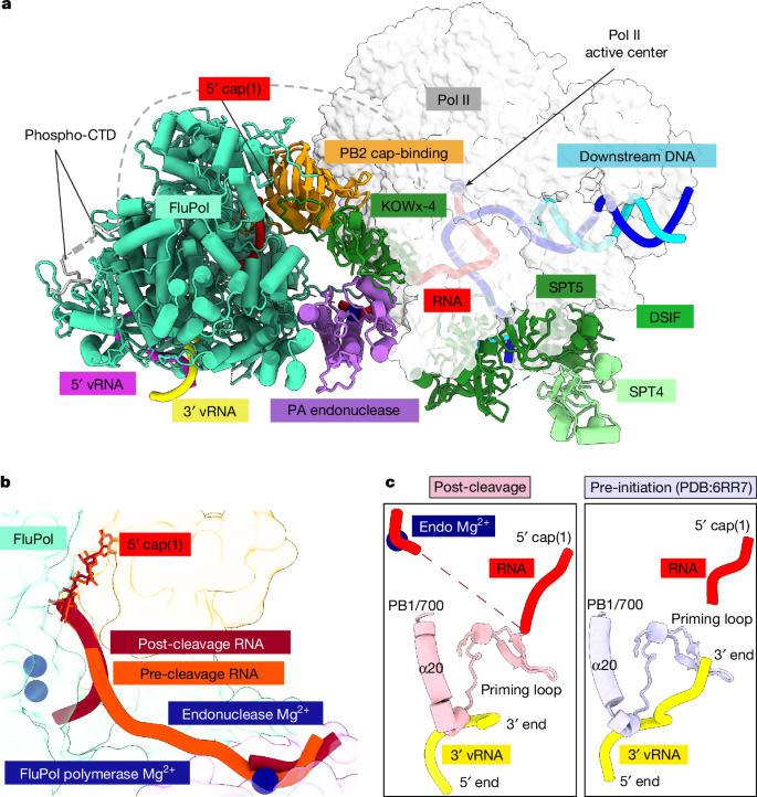 Fig. 4: Structure of the post-cleavage cap-snatching complex.