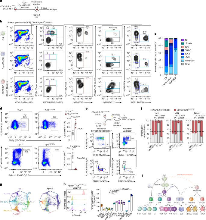 Fig. 3: TCs are derived from the CLP.
