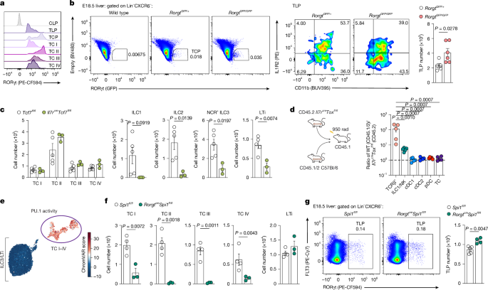 Fig. 4: PU.1 is required for TC I–IV differentiation.