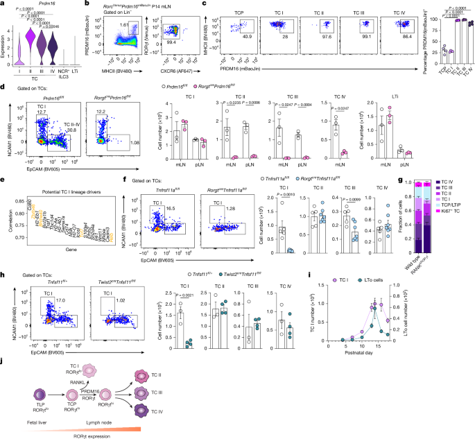 Fig. 5: RANK/NF-KB and PRDM16 drive TC heterogeneity.