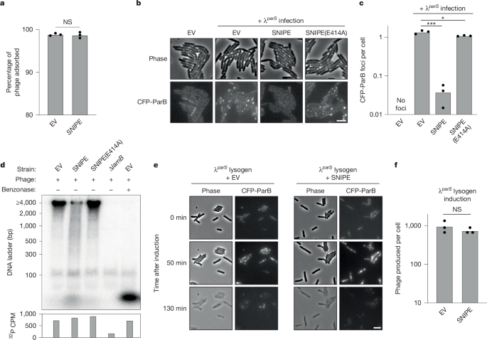 Fig. 2: SNIPE cleaves phage DNA during genome injection.