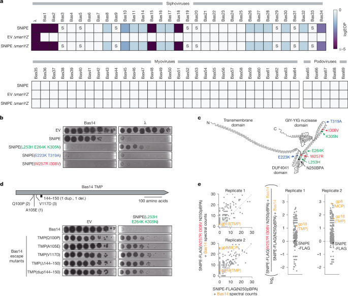 Fig. 4: SNIPE can target phages independently of ManYZ.