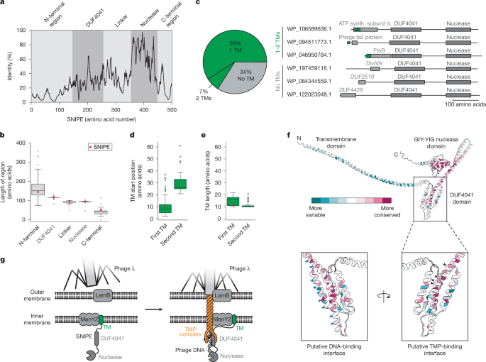 Fig. 5: SNIPE homologues harbour diverse N-terminal regions.