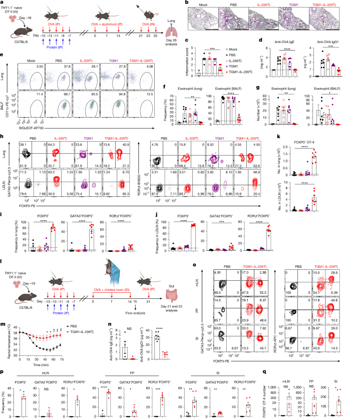 Fig. 3: IL-2–TGFβ co-agonists establish immune tolerance to suppress OVA-induced allergic inflammation.