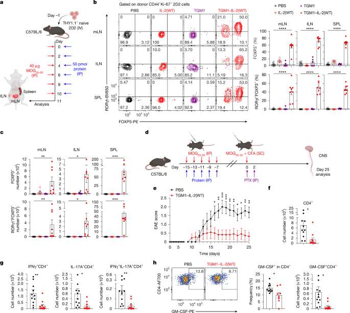 Fig. 4: IL-2–TGFβ co-agonists establish immune tolerance to suppress MOG-induced EAE.