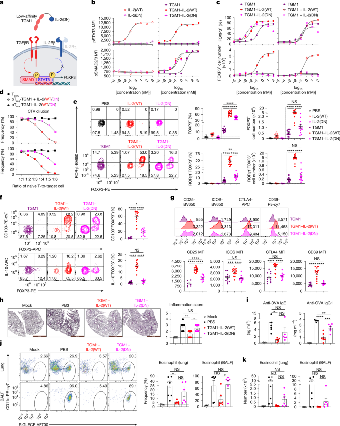 Fig. 5: IL-2–TGFβ co-agonists activate IL-2 signalling to enable optimal pTreg cell development and immune tolerance.