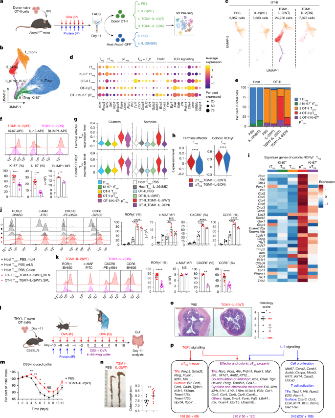 Fig. 6: Transcriptomic profiling of pTreg cells induced by IL-2–TGFβ co-agonists in vivo.
