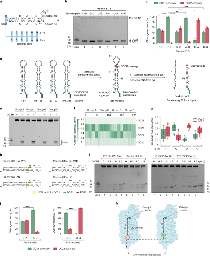 Fig. 1: DICER cleavage accuracy is dictated by 5′-nucleotide identity.