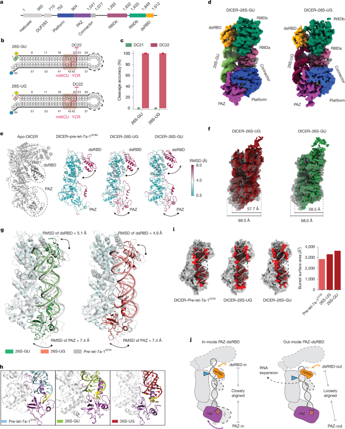Fig. 2: Mechanistic insights into the movements of the dsRBD and PAZ domain in DICER-mediated RNA cleavage.