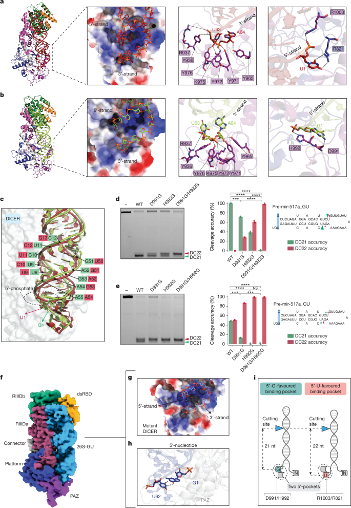 Fig. 3: Discovery of a conserved 5′-G-favoured binding pocket for precise RNA cleavage.