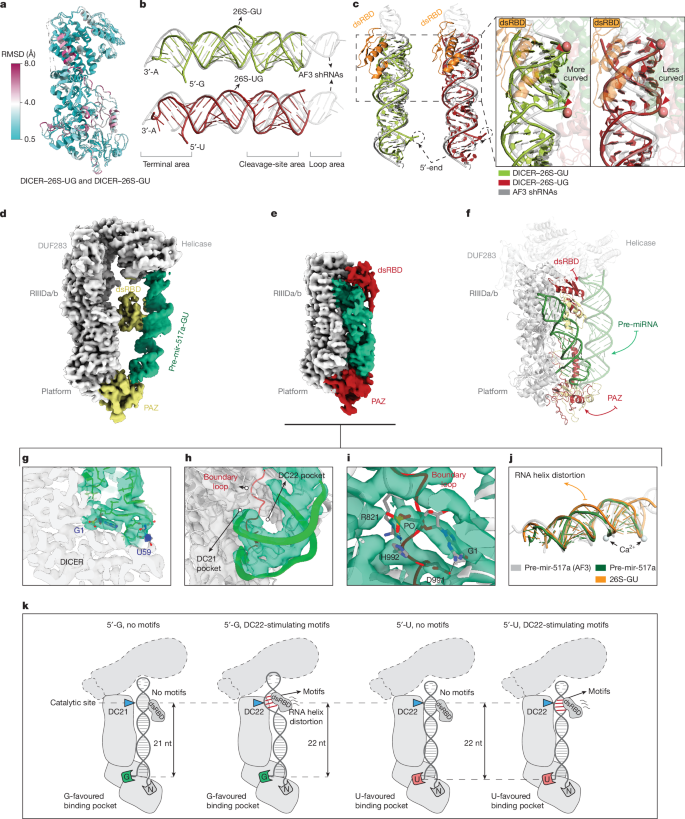 Fig. 4: Dynamic interplay between 5′-end counting and motif-driven cleavage rules.