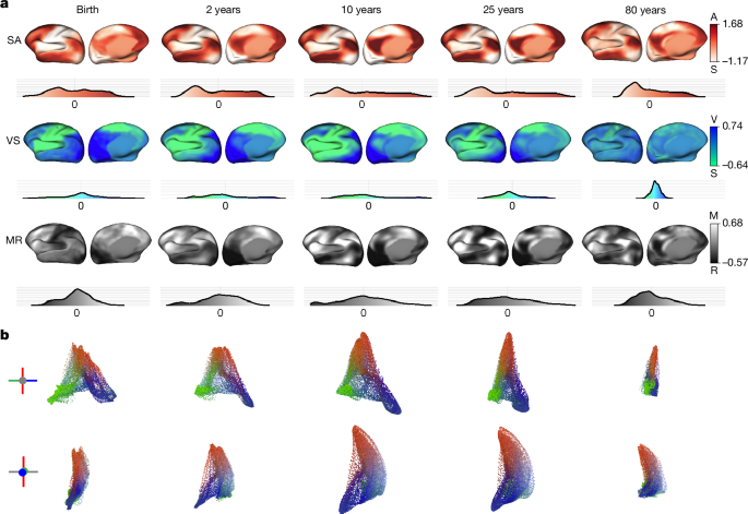 Fig. 2: Gradient organization across the human lifespan.
