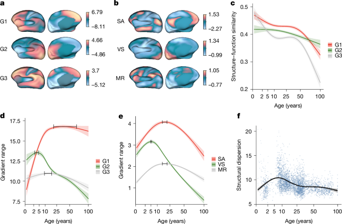 Fig. 5: Structural gradients and structure–function coupling across the lifespan.