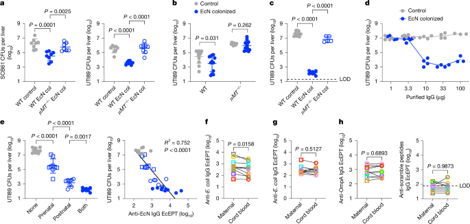 Fig. 2: Protective natural anti-E. coli maternal antibodies override neonatal infection susceptibility.
