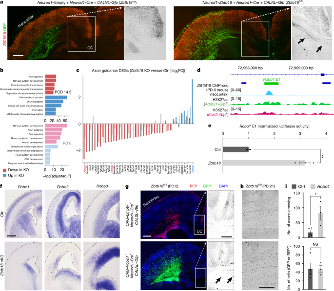 Fig. 4: ZBTB18 regulates axon guidance genes and the mammalian-specific Robo1 enhancer.