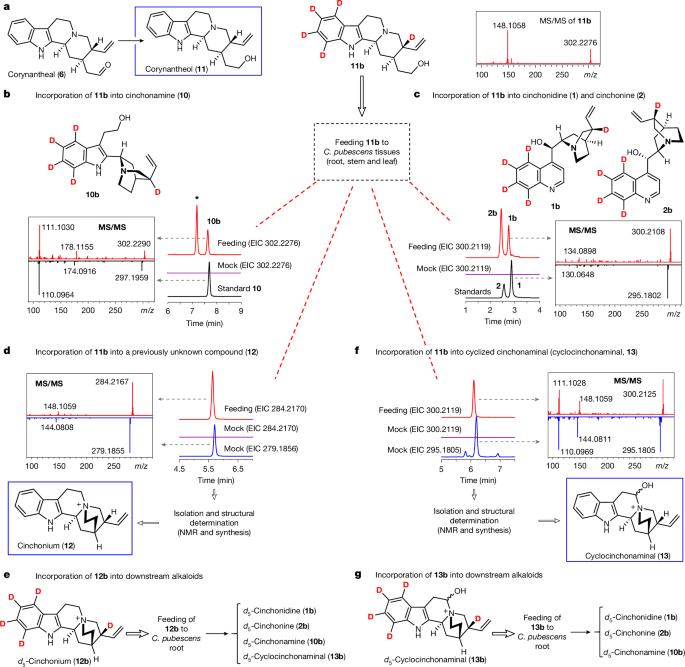 Fig. 2: Identification of three key on-pathway intermediates (11–13) through feeding studies.