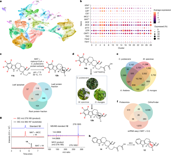 Fig. 3: Discovery and functional characterization of MCC.