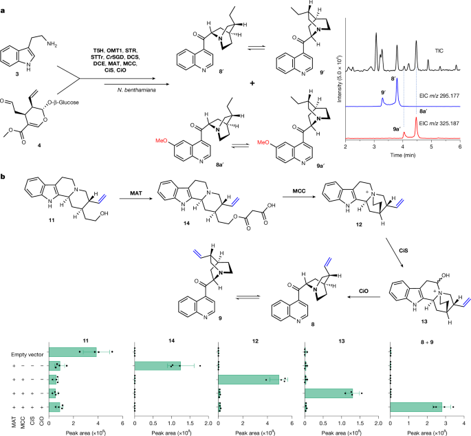 Fig. 4: Biosynthesis of quinoline cinchona alkaloids.