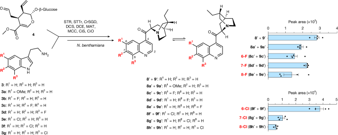Fig. 5: Biosynthesis of halogenated analogues of quinoline cinchona alkaloids.