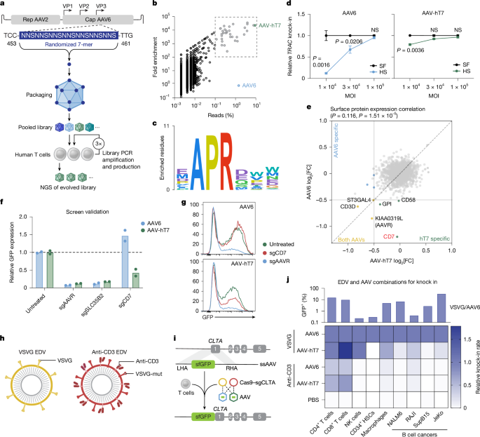 Fig. 2: T cell-evolved AAV capsid and CD3-targeted EDVs improve delivery specificity.