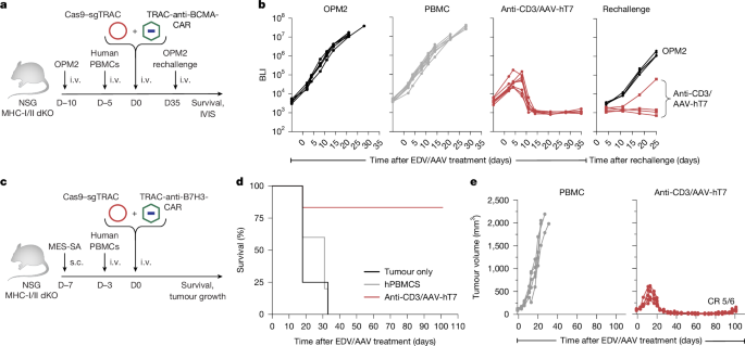 Fig. 5: In vivo generated TRAC-CAR T cells confer antitumour activity in haematological and solid tumour models.