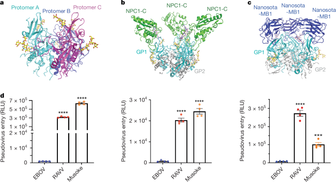 Fig. 1: Overall structure of MBV GP and its role in viral entry.