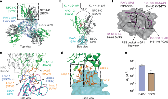 Fig. 3: Structural basis for NPC1 binding by MBV GP.