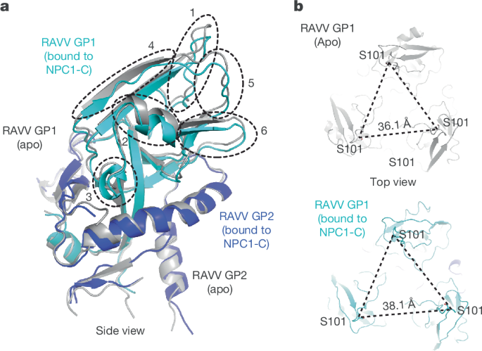 Fig. 4: Conformational changes in MBV GPcl triggered by NPC1 binding.