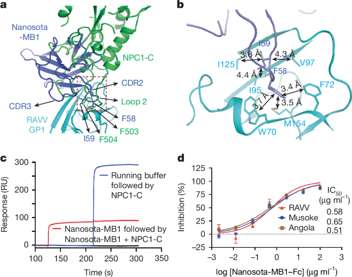Fig. 5: Structural basis for nanobody neutralization of MBV entry.