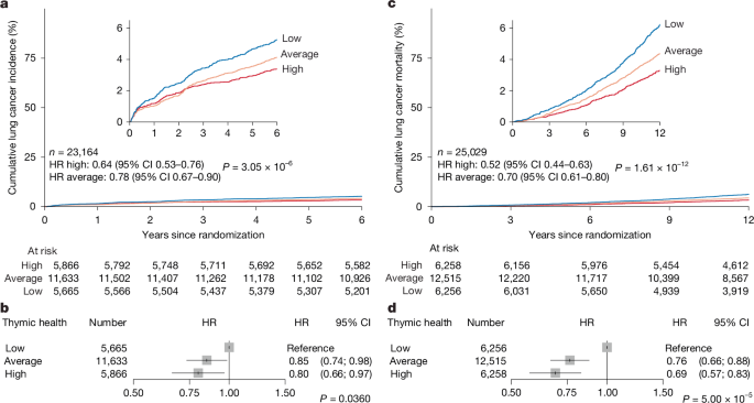 Fig. 3: Association of thymic health with long-term risk of lung cancer and lung cancer-specific mortality.
