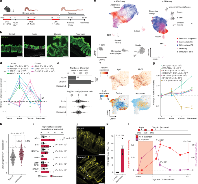 Fig. 1: Single-cell chromatin and transcriptome profiling reveals epigenetic memory in colonic stem cells.