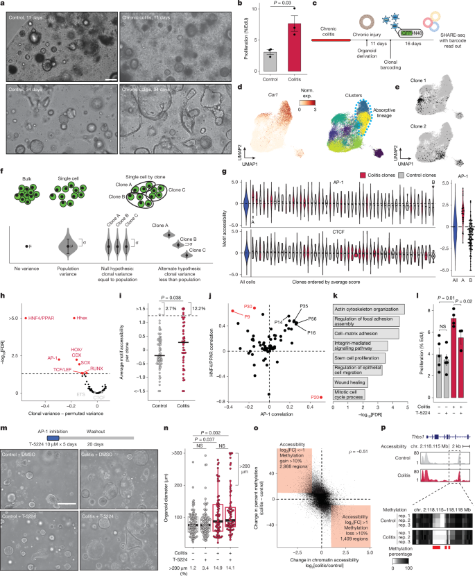 Fig. 2: Cell-intrinsic maintenance of epigenetic states through clonal lineages.