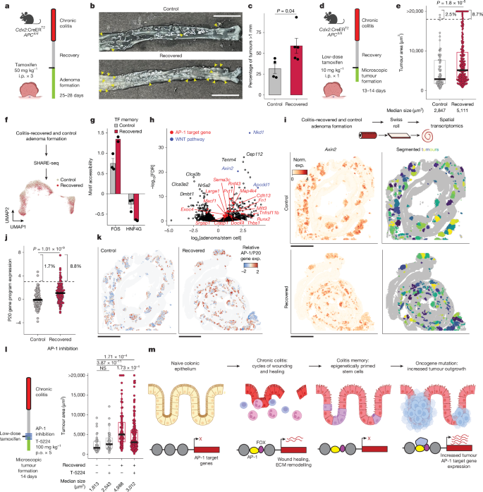 Fig. 4: Epigenetic memory of colitis promotes tumour growth.