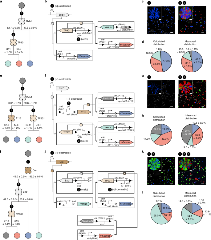 Fig. 4: Sequential branching circuits for stepwise differentiation.