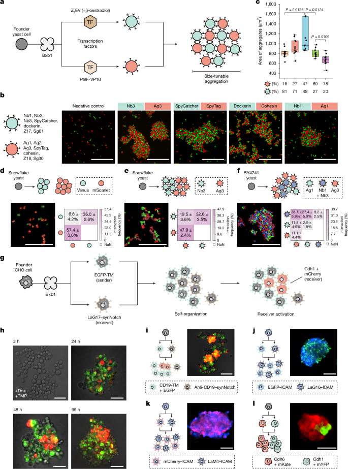 Fig. 5: Programmable self-organization through branching devices.