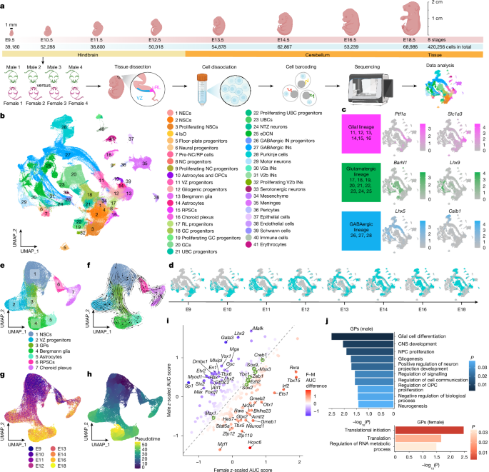 Fig. 2: A sex-balanced developmental transcriptional atlas of the embryonic mouse hindbrain.