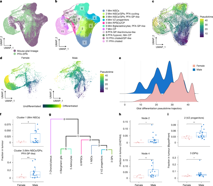 Fig. 3: PFA-EPN tumours from male mice have a higher resemblance to gliogenic and VZ progenitor populations in the embryonic cerebellum.
