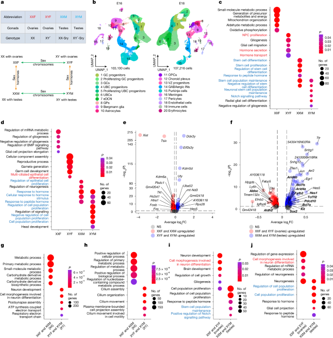 Fig. 4: Androgens inhibit the differentiation of cerebellar gliogenic progenitors in utero.