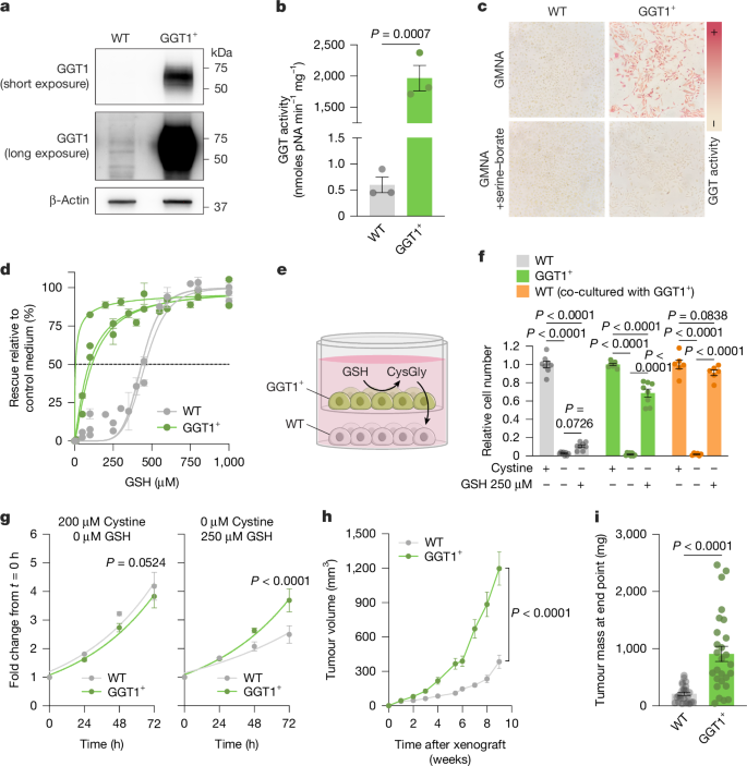 glutathione and breast cancer risk Catabolism of extracellular glutathione supplies cysteine to support  tumours