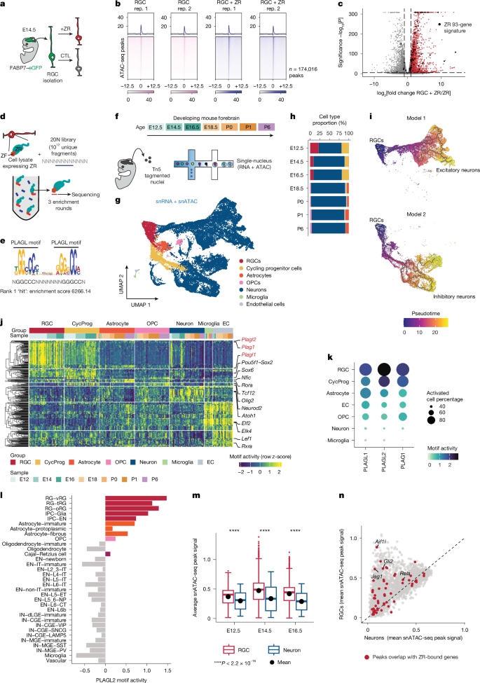 Fig. 1: Fusion oncoproteins hijack lineage-restricted chromatin accessibility programs at risk of transformation during brain development.
